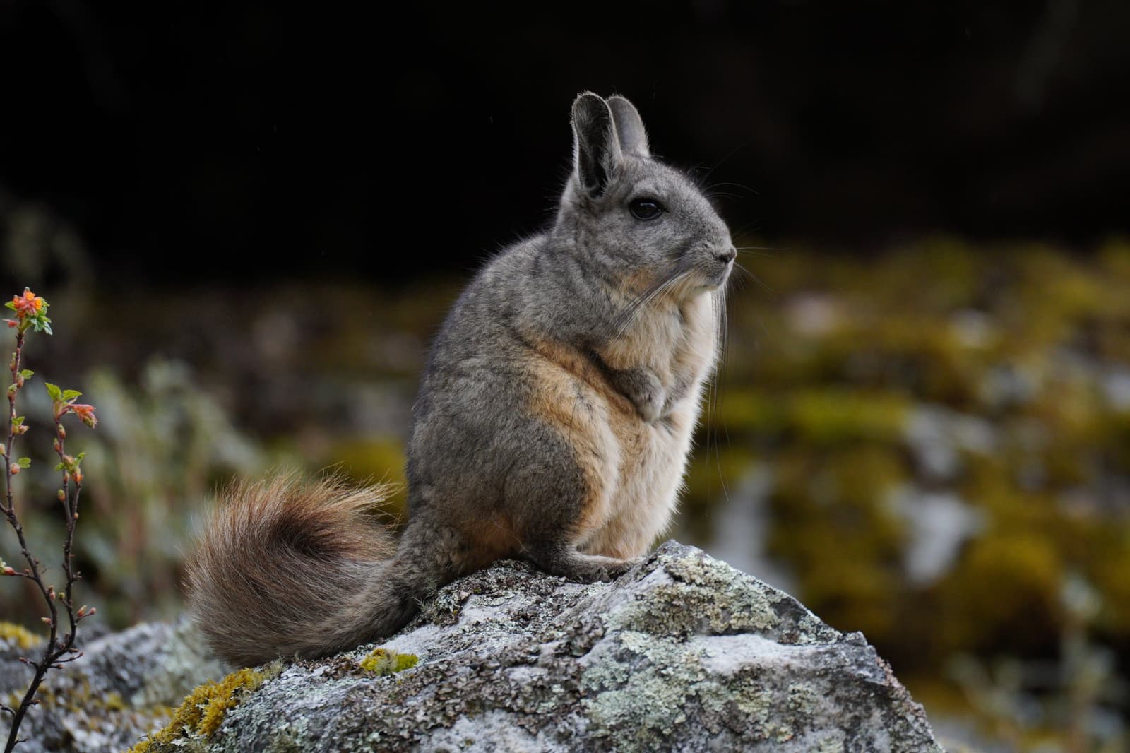 Compact, self-possessed, and utterly at home at altitude. A viscacha with grey fur and a russet bushy tail perched upright on a lichen-covered boulder along the santa cruz trek, surrounded by moss and budding alpine shrubs