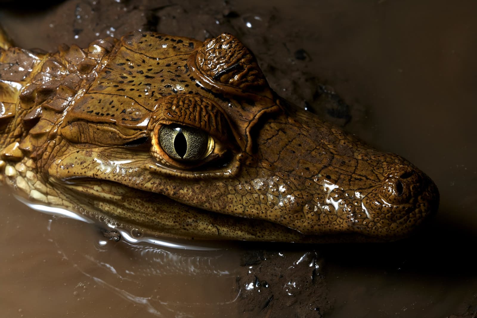 Forty million years of evolution, right there in one eye. Photo: Paul Bertner Extreme close-up of a young caiman's head at the Tambopata Research Center Peru, its golden-green slit-pupil eye glistening as the reptile rests half-submerged in dark muddy water