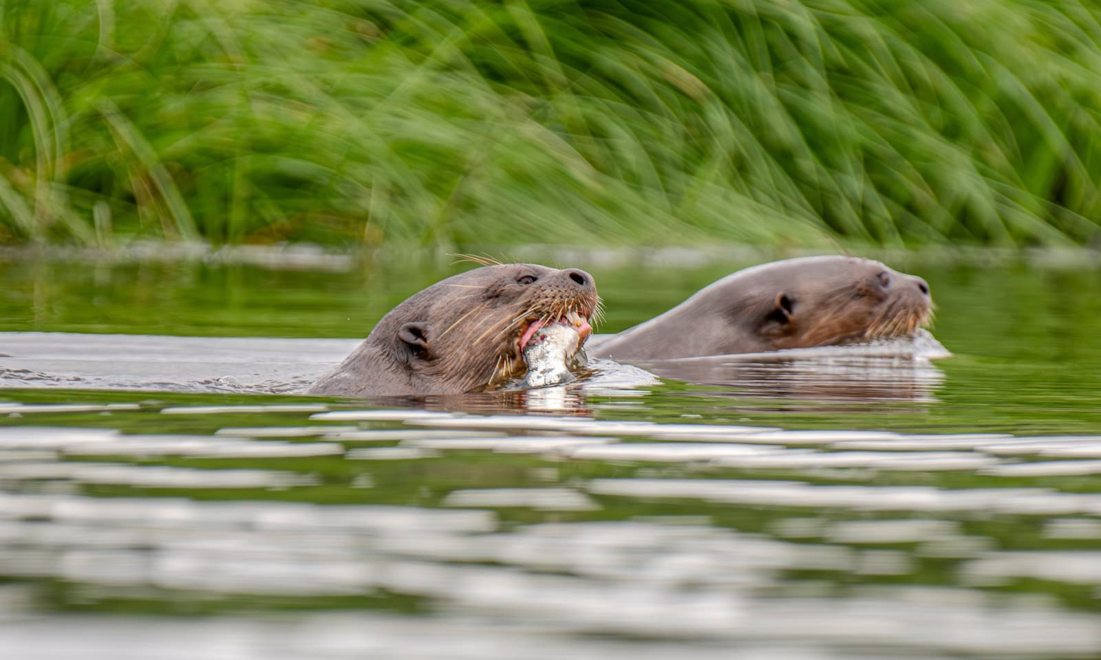 Fresh catch, no sharing. The giant otters have their priorities sorted. Two giant otters swimming at the water's surface on an amazon tour from puerto maldonado, one holding a freshly caught fish in its mouth, with tall green reeds in the background