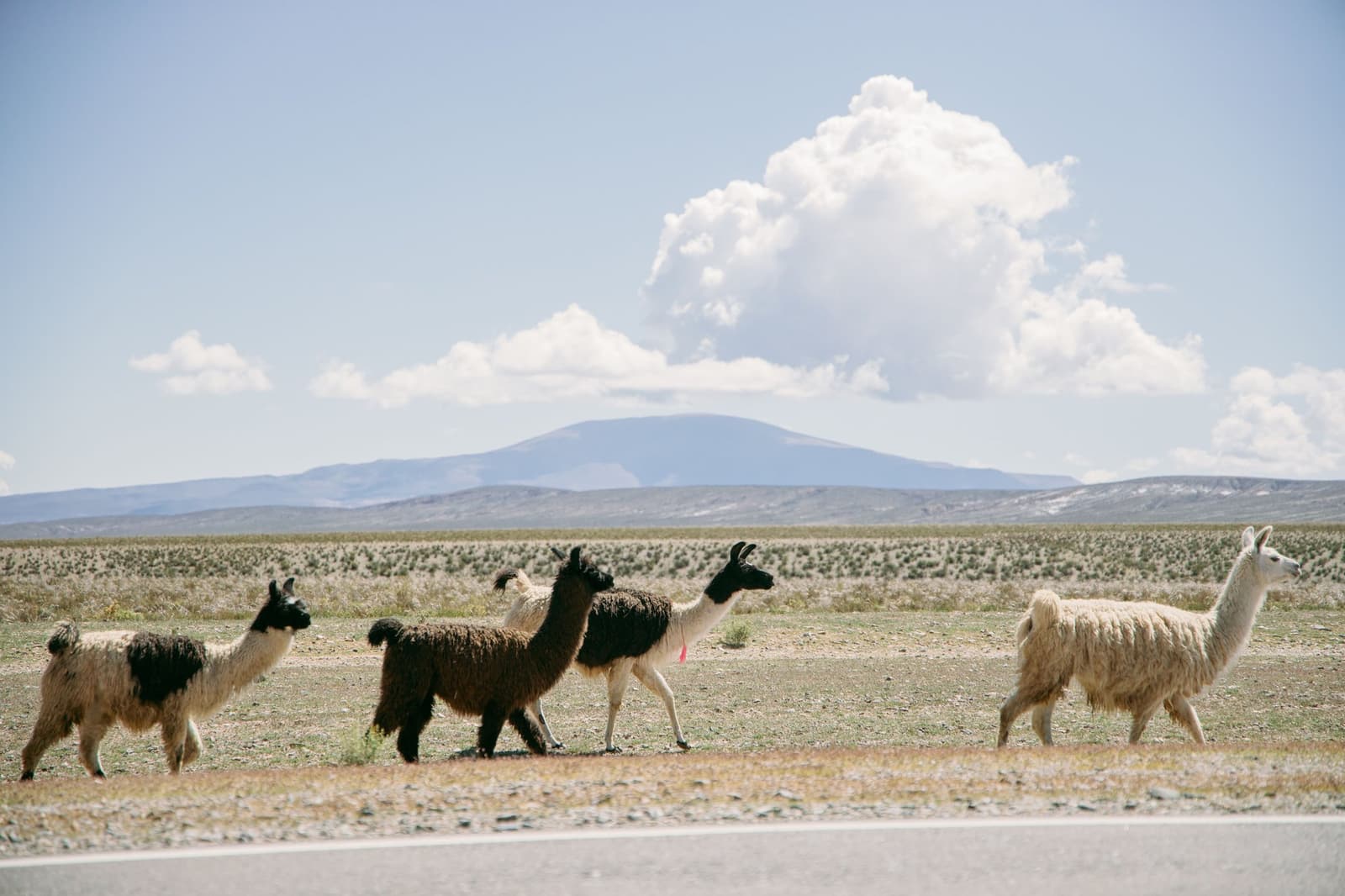 Paso preferente para quien lleva más lana. Punto. Cuatro llamas de colores variados cruzan una carretera en el altiplano, con una amplia llanura abierta, arbustos bajos y una cima volcánica lejana bajo un cielo de cúmulos