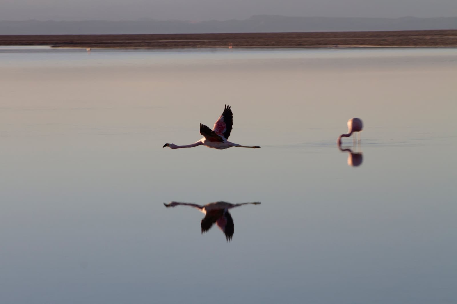Two for the price of one, courtesy of the flattest water in the Atacama. Photo: Rodolfo GOUD A flamingo skimming low over the mirror-still surface of the Salar de Atacama during this atacama desert tour package, its reflection perfectly doubled below, with a second flamingo wading in the soft-lit background and arid mountains on the horizon