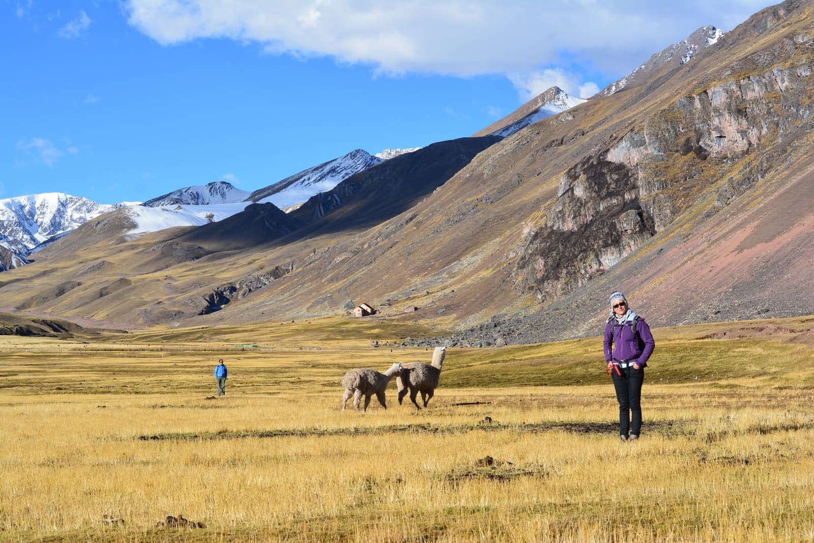 Alpacas have absolutely no interest in your trekking schedule. A hiker in a purple jacket stands on the golden puna grassland during the Ausangate Lodge Trek, with two fluffy alpacas grazing nearby and snow-dusted Andean peaks rising behind