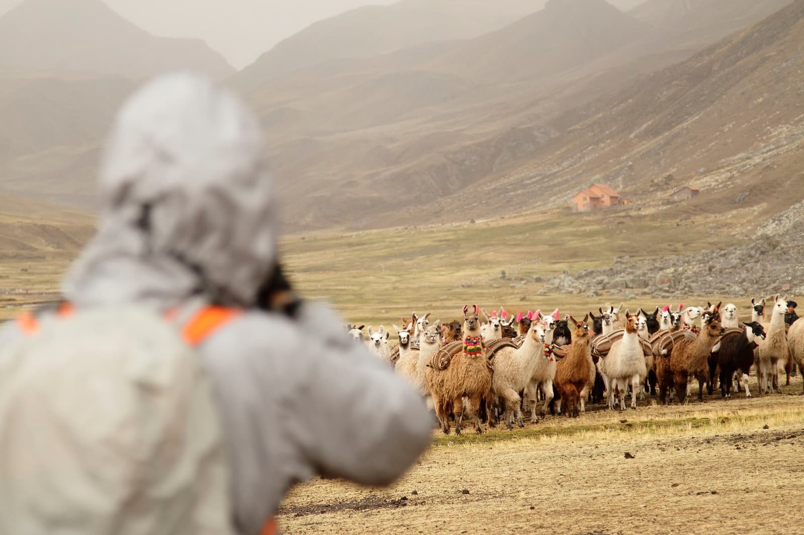 The llama caravan doesn't wait for good light, it just goes. Photo: Gustavo Vivanco Leon A traveler in a hooded rain jacket photographs a large herd of decorated llamas with colorful ear tassels and woven packs crossing an open high-altitude plain on the Ausangate Lodge Trek, with mist-shrouded mountains and a lone stone building in the background