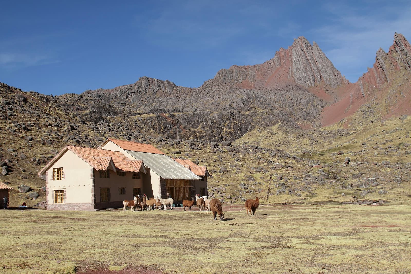 Life at altitude, lived slowly, with good neighbours. Photo: Gustavo Vivanco Leon A herd of llamas and alpacas grazing beside a stone lodge on the Ausangate Lodge Trek, with jagged red and grey Andean peaks rising sharply against a clear blue sky