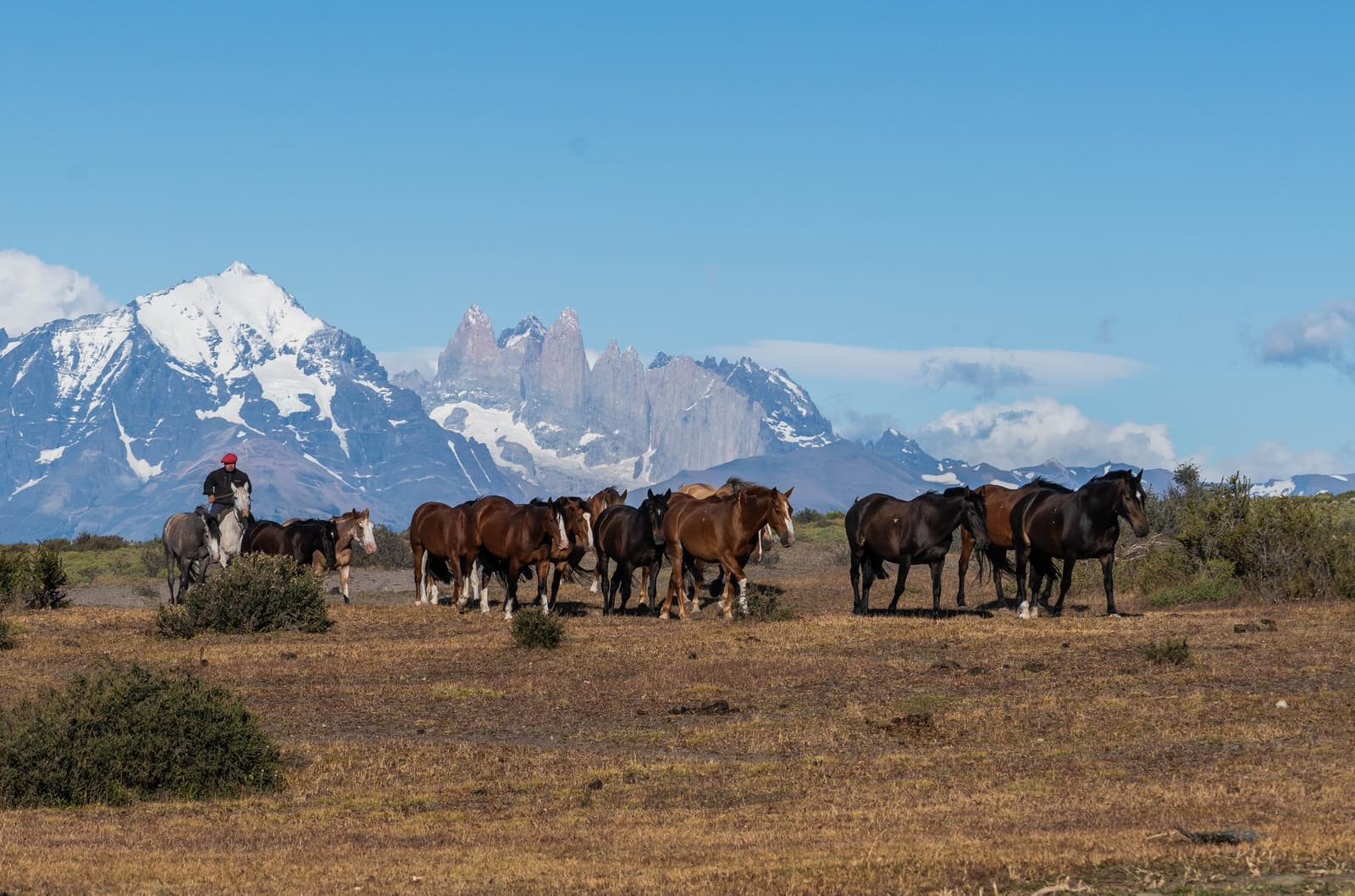Ranch life, moving at the pace of hooves, with those towers watching. A gaucho on horseback herds a large group of brown and black horses across the open steppe at Estancia Cerro Guido, with the granite towers of Torres del Paine and snow-capped peaks rising in the background under a clear blue sky.