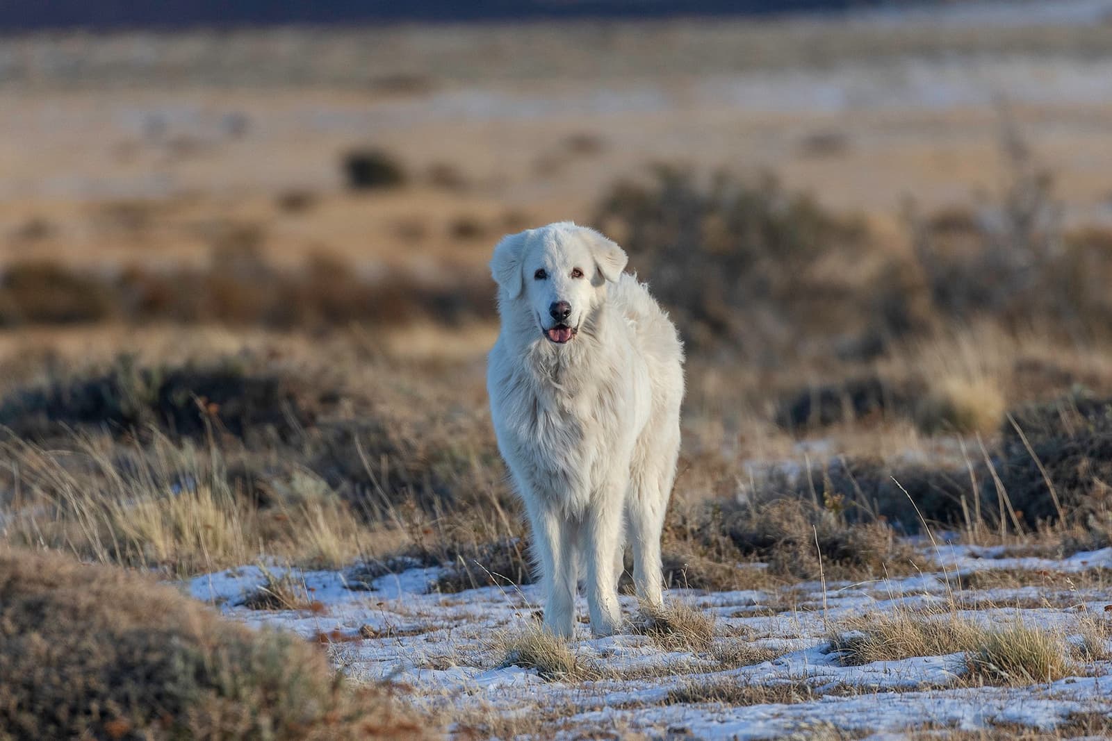 On patrol, unbothered by the cold, and very much in charge of this corner of the steppe. Photo: Nicolas Lagos A large white livestock guardian dog stands alert on a lightly snow-dusted steppe at Estancia Cerro Guido, dry grasses and low shrubs stretching into the background