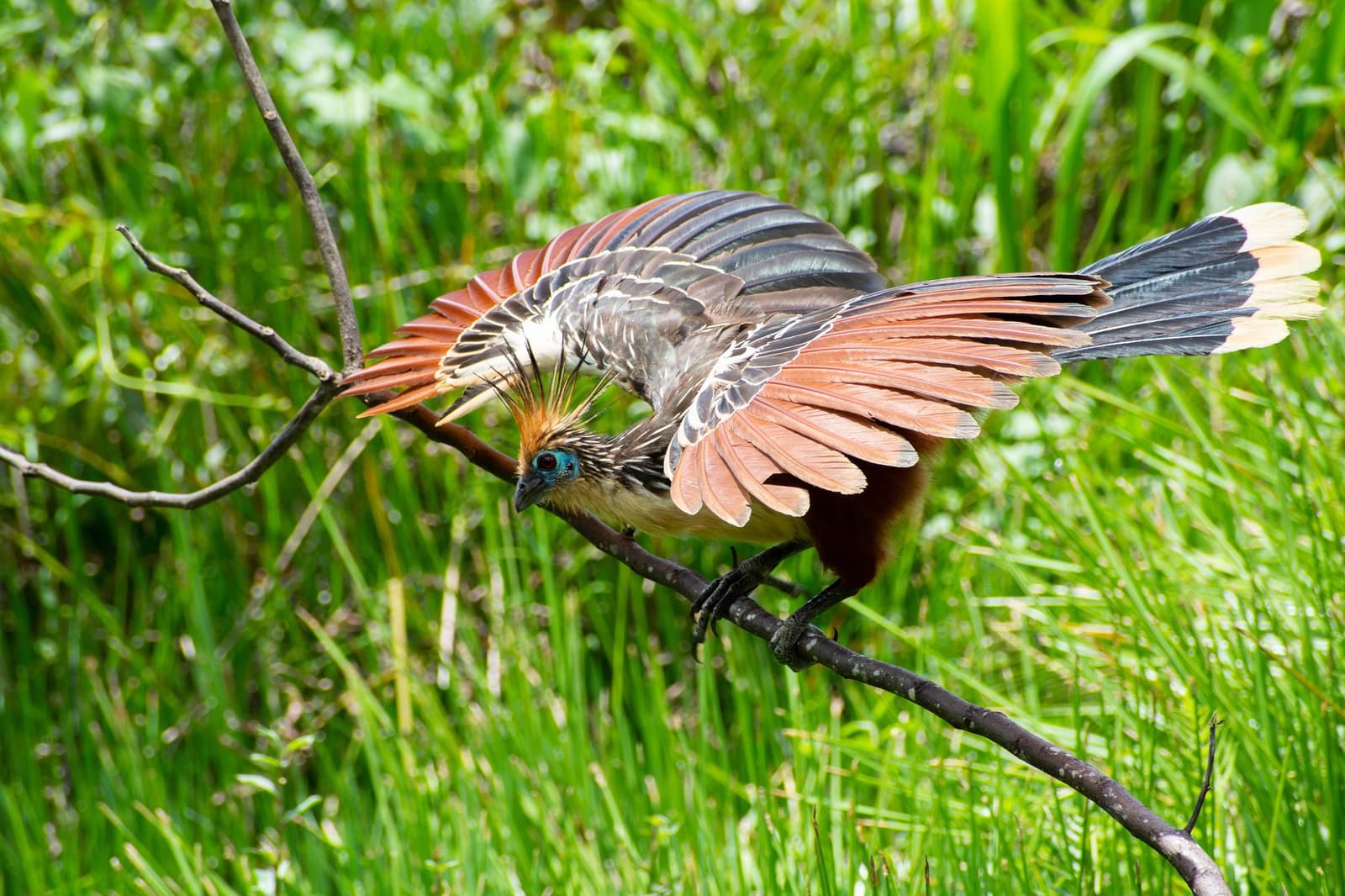 Prehistoric-looking and completely at home, the hoatzin puts on a show for anyone patient enough to wait. A hoatzin spreads its chestnut and slate-grey wings wide on a bare branch, its teal eye and spiky crest clearly visible against lush green riverbank vegetation — a vivid wildlife encounter on a machu picchu amazon tour machu picchu and amazon tours itinerary.