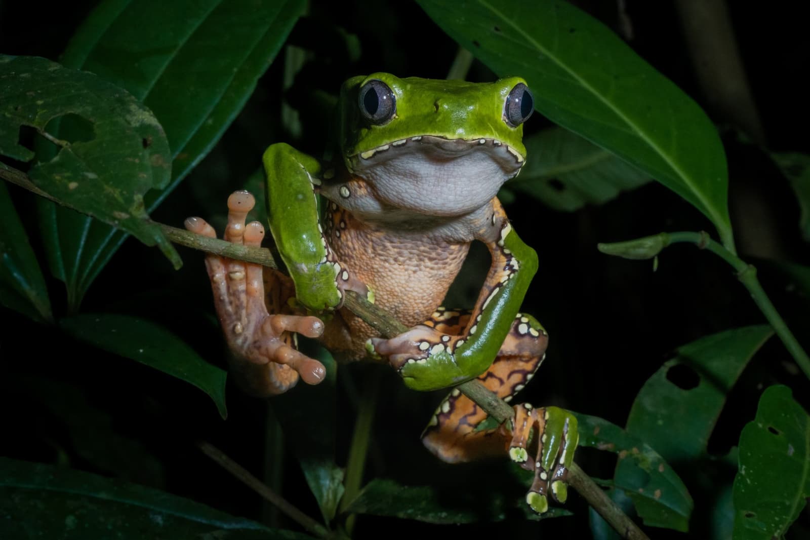 Tiny hands, enormous personality, and absolutely no interest in being subtle. A large green tree frog with an orange and dark-patterned belly clings to thin branches among tropical leaves at night during a Tambopata Research Center Peru night walk