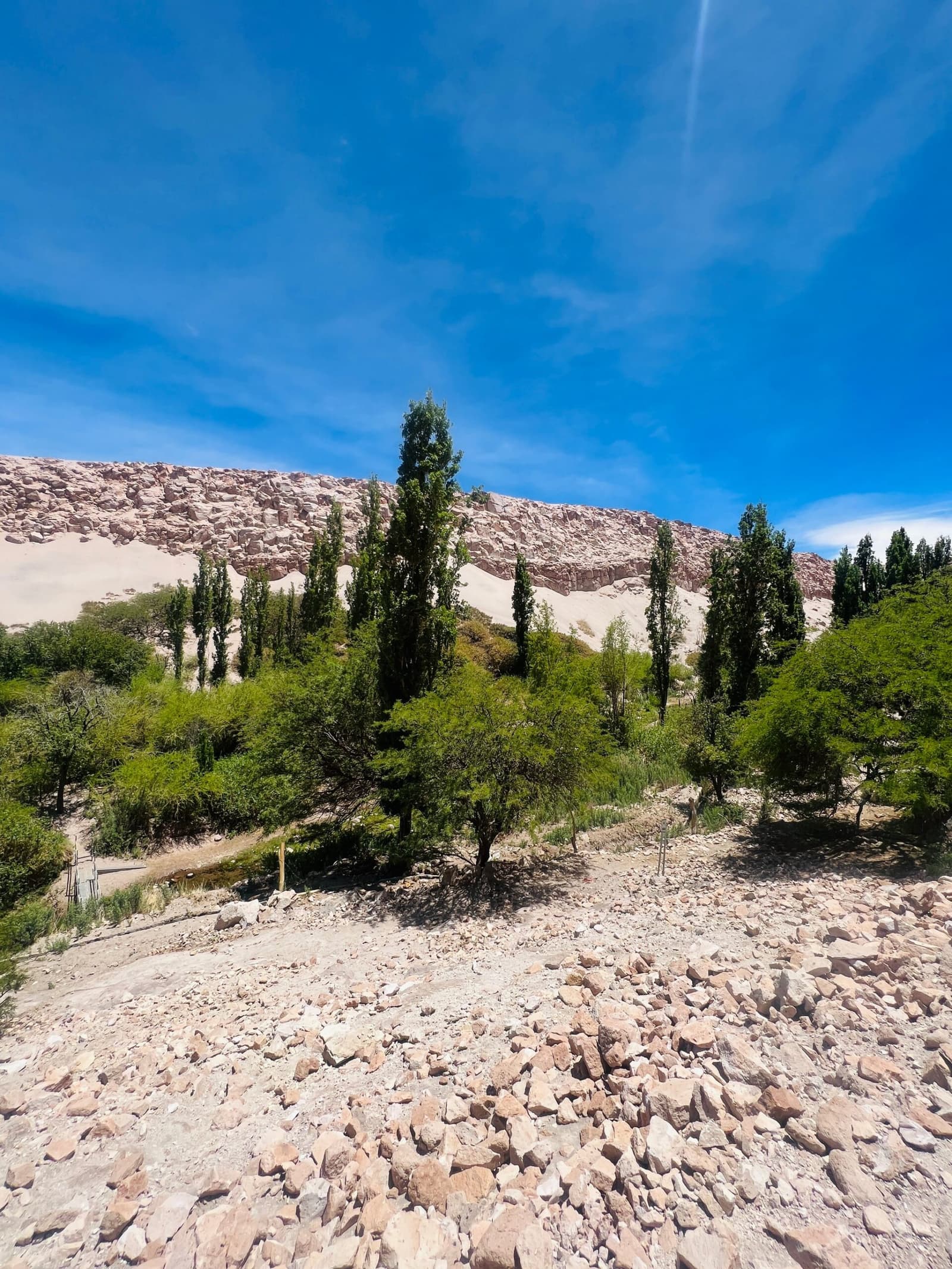 Proof that the desert keeps a green secret tucked into every canyon. Tall poplar trees and lush green shrubs filling a rocky desert valley on an Atacama Desert tour package, with eroded pale sandstone cliffs rising behind under a deep blue sky