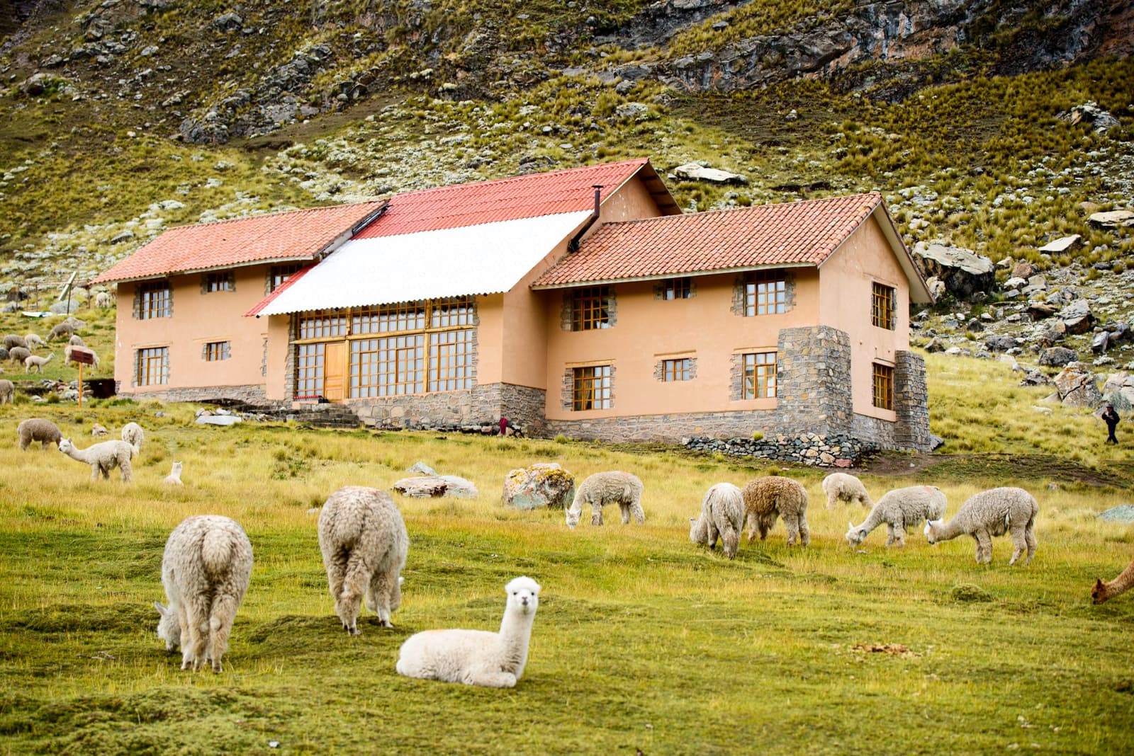 One young alpaca has decided the front lawn belongs to it. Hard to argue. A herd of white and brown alpacas grazing on green highland pasture in front of a two-storey stone-and-plaster Andean lodge with a red terracotta roof on the Ausangate Lodge Trek, with a moss-covered rocky hillside rising behind