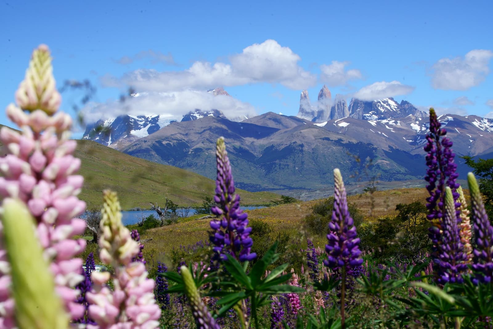Spring decides to show off, and the whole valley gets the memo. Pink and purple lupines in the foreground frame a wide estancia cerro guido valley, with a lake, rolling green hills, and the three granite towers of the Paine Massif rising under a partly cloudy blue sky in the distance