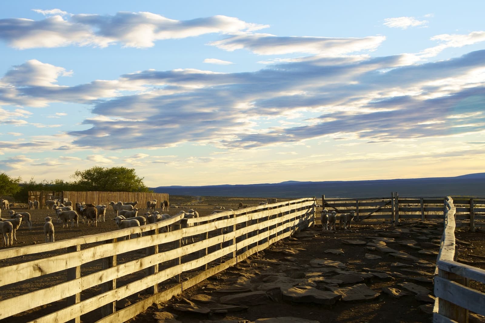 This is what end-of-day looks like on a working ranch: wool, dust, and a sky that takes its time. A flock of sheep gathered inside wooden holding pens at estancia cerro guido, with the open Patagonian steppe and distant mountains stretching beneath a wide evening sky