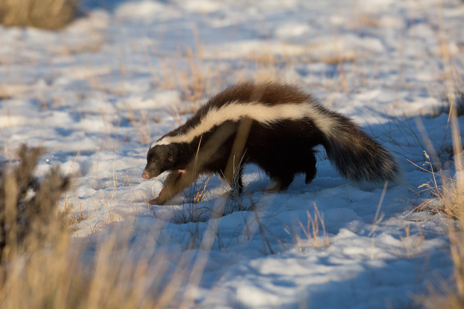 Not every wildlife sighting comes with a warning. This one did. Photo: Alfredo Rivera A striped skunk foraging through snow-dusted dry grassland at estancia cerro guido, its bold black-and-white markings sharp against the blue-white winter ground