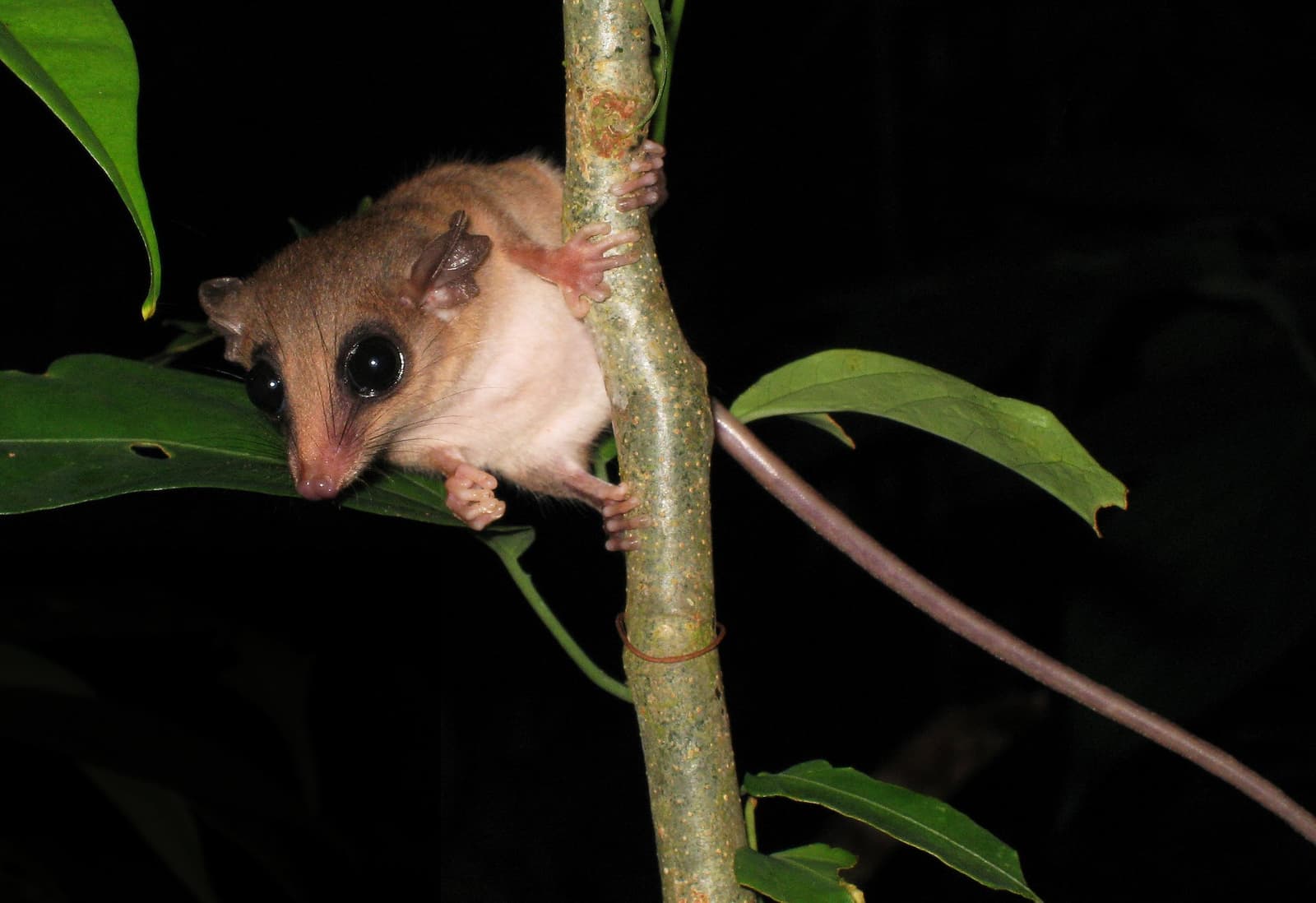Big eyes, tiny grip, zero interest in being spotted, the night shift has its own rules. A small wide-eyed marsupial with brown fur and a pale belly clings to a thin branch during a night walk, part of a machu picchu amazon tour machu picchu and amazon tours itinerary in Peru