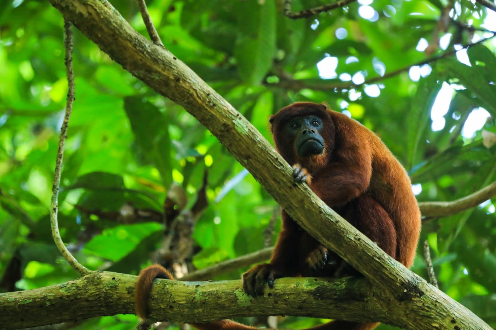 Holds eye contact longer than most people you'll meet on the road. A red howler monkey perched on a branch amid dense green rainforest foliage, looking directly at the camera — a wildlife encounter on a machu picchu amazon tour machu picchu and amazon tours itinerary
