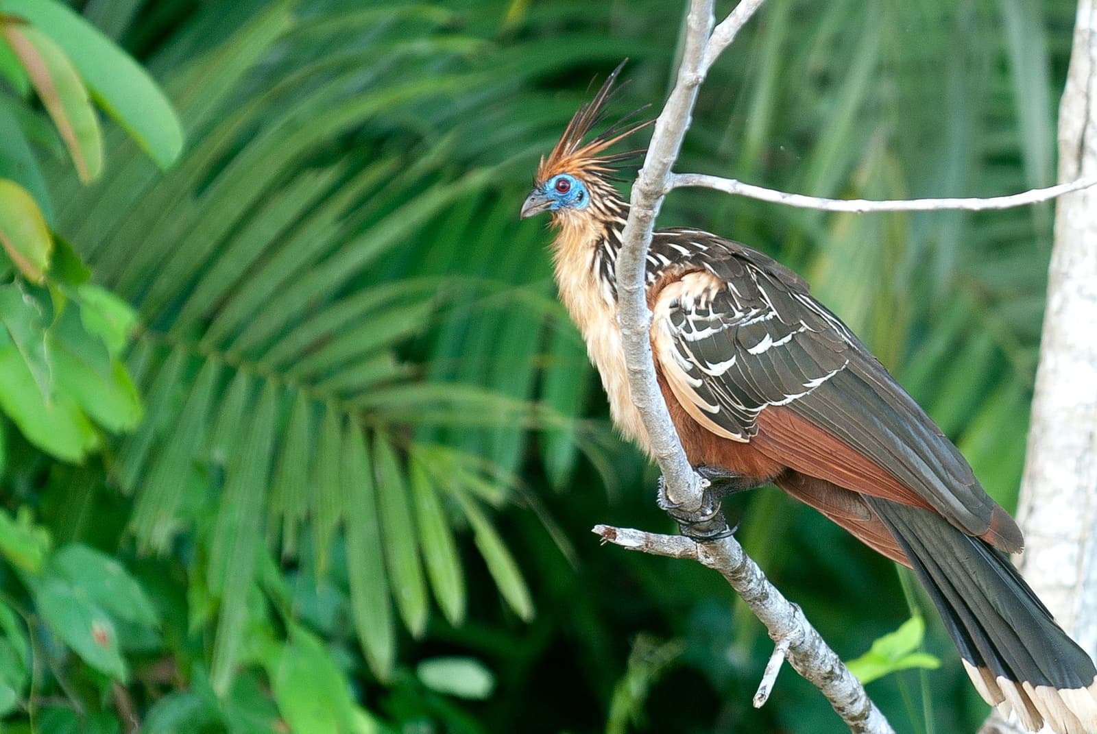 Punk hair, red eye, zero apologies. The hoatzin owns every branch it lands on. A hoatzin with a spiky rufous crest and vivid blue facial skin perches on a bare branch against a backdrop of tropical palm fronds, a striking bird commonly spotted on an amazon tour from puerto maldonado