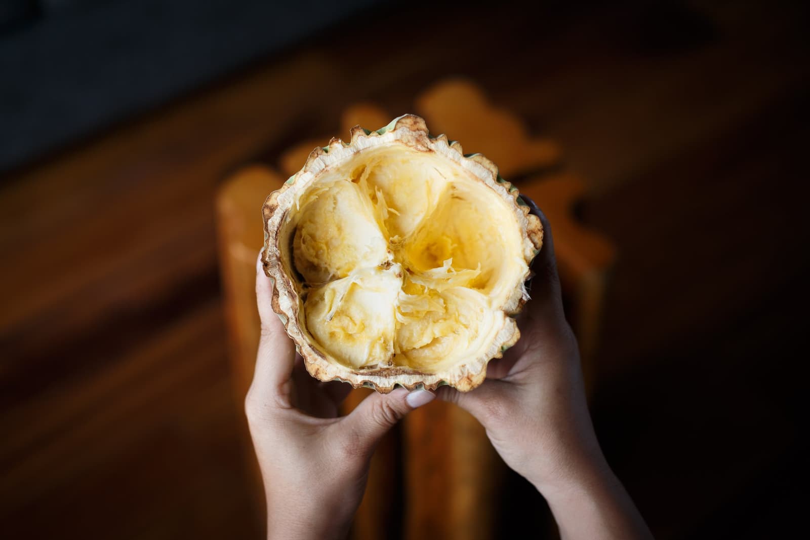 Abra uma dessas e o chocolate nunca mais vai parecer o mesmo. Duas mãos seguram uma vagem de cacau aberta revelando sementes brancas e douradas dentro da casca estriada, a bordo de um cruzeiro amazônico Delfin no Peru
