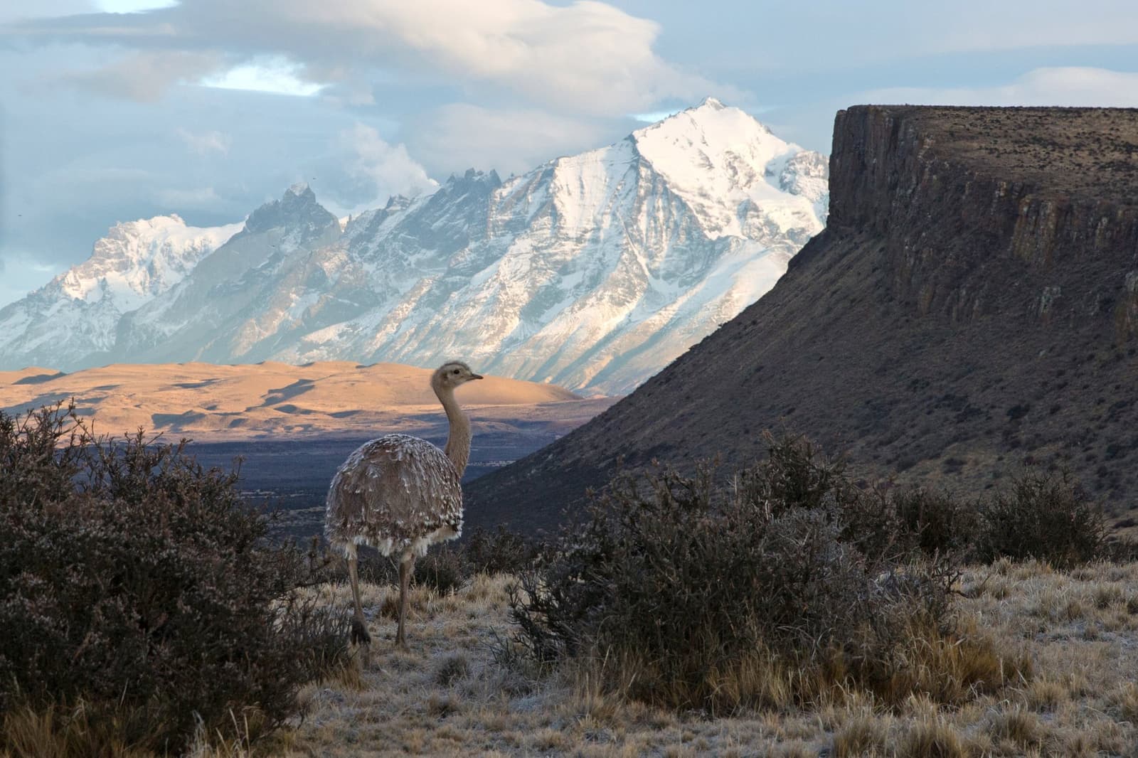 It checked its surroundings, found nothing worth rushing for, and carried on. Photo: Alfredo Rivera A Darwin's rhea stands among frost-covered shrubs at estancia cerro guido, with snow-capped peaks and a dark basalt mesa rising across the open Patagonian steppe behind it