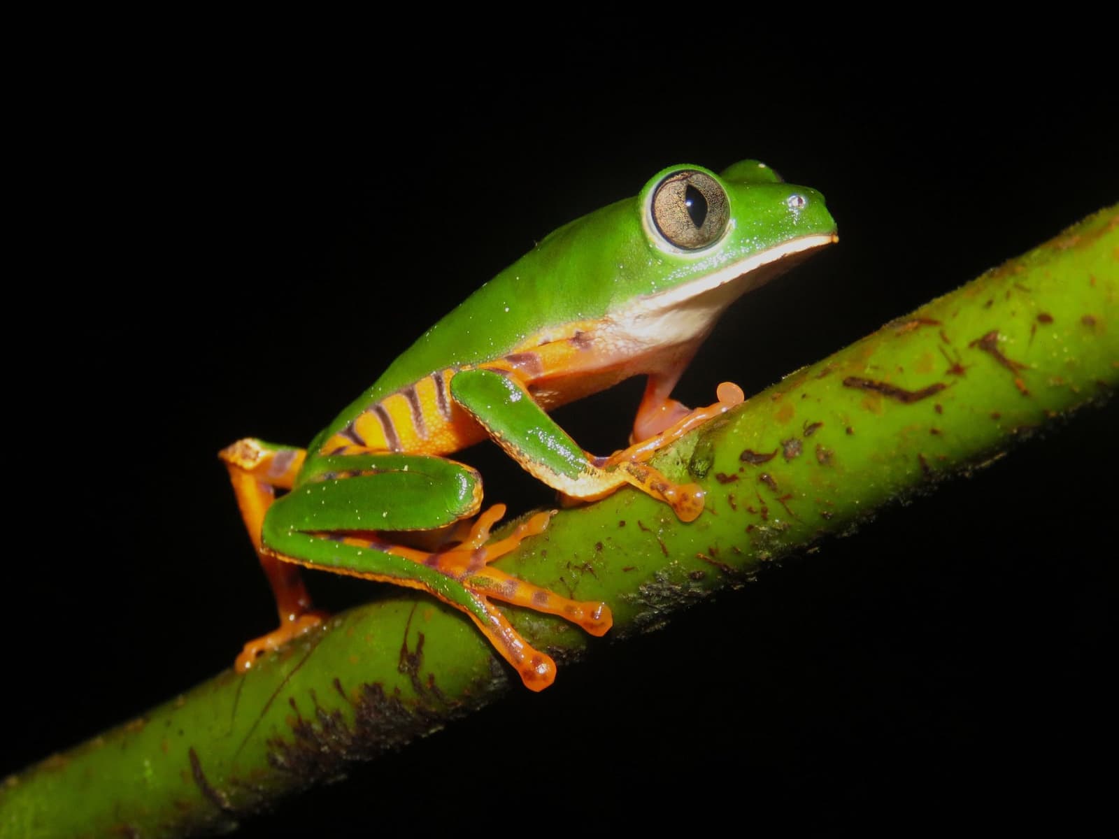 Small, bold, and lit up like a tiny neon sign in the dark. A bright green tree frog with vivid orange legs and large golden eyes perches on a green branch against a black night-sky background, spotted during a night walk on a Machu Picchu amazon tour