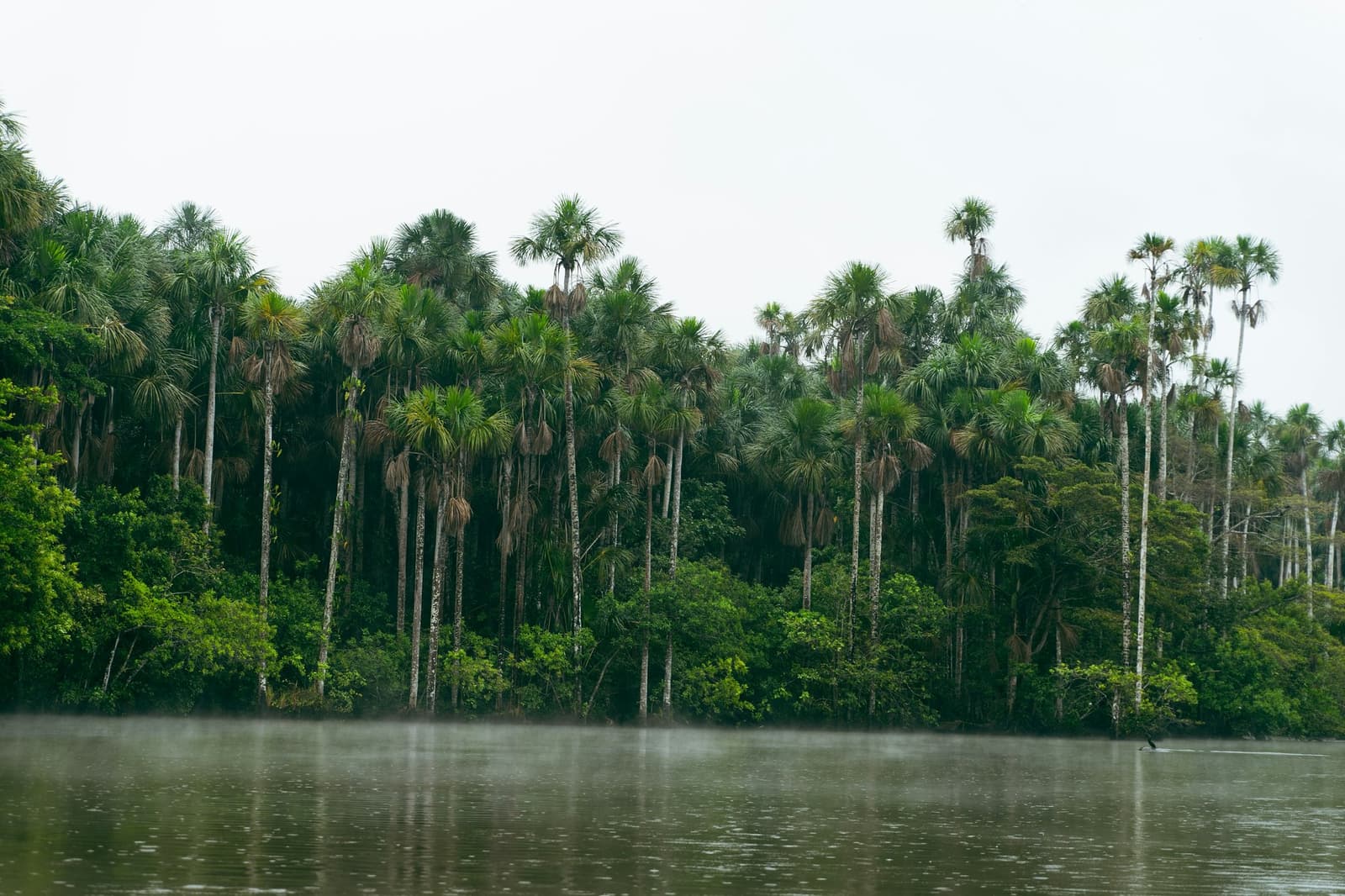 Mist sits low on the water, the palms don't rush anything. Tall palm trees lining the misty shore of a calm oxbow lake on a machu picchu amazon tour, their slender trunks reflected in the still grey water under an overcast sky