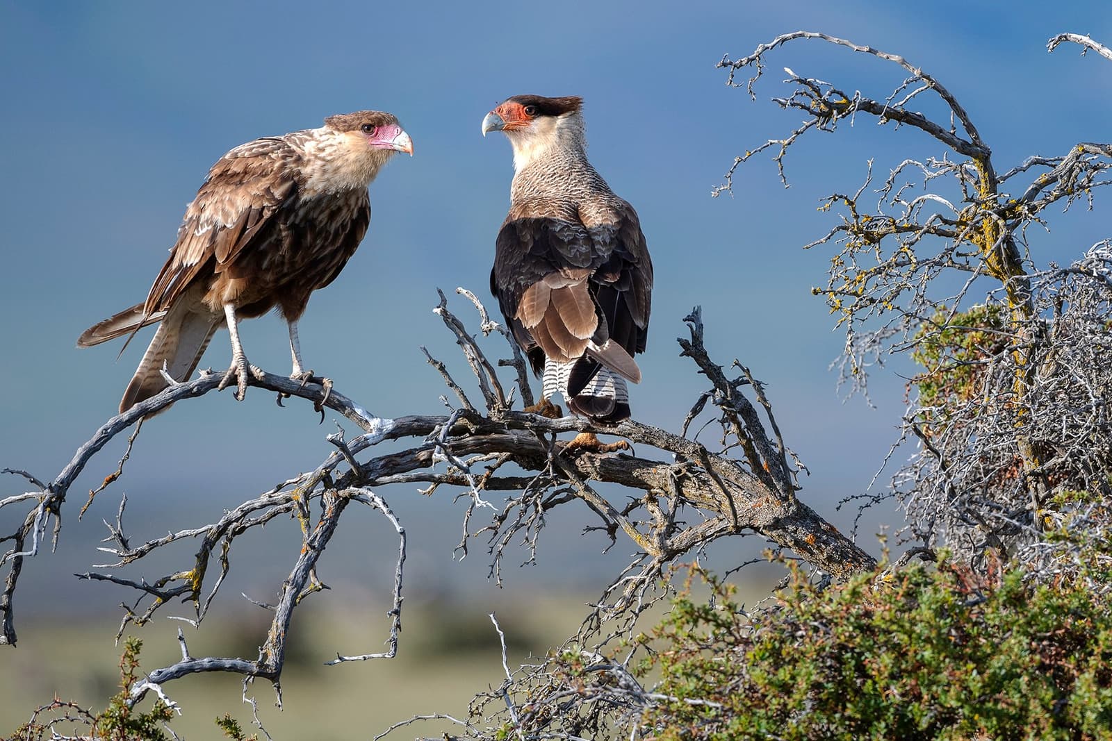 Adult and juvenile, same branch, very different opinions about the camera. Photo: PIA VERGARA An adult and a juvenile crested caracara perched side by side on a bare dead shrub against a clear blue sky at estancia cerro guido, the adult showing bold black, white, and rufous plumage and a bright orange-red facial patch, the juvenile mottled brown with a pale pink cere