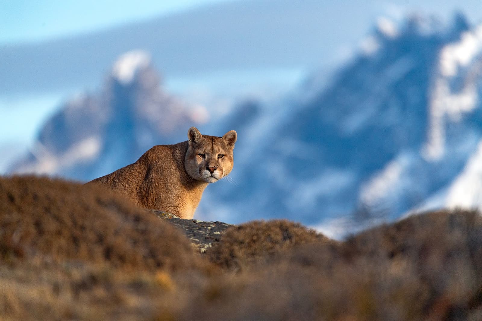 Calm, focused, and entirely in charge of the situation. A puma rests on a rocky outcrop at Estancia Cerro Guido, gazing directly at the camera with snow-capped peaks softly blurred in the background