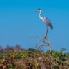 Birds at Pantanal Brazil