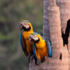 Macaws in the Pantanal wildlife