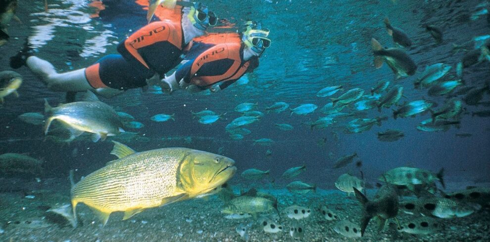 Pantanal to Bonito tour