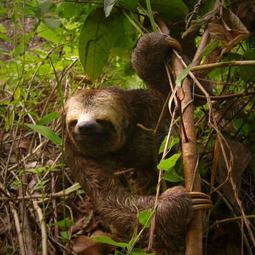 Amazon river cruise Brazil