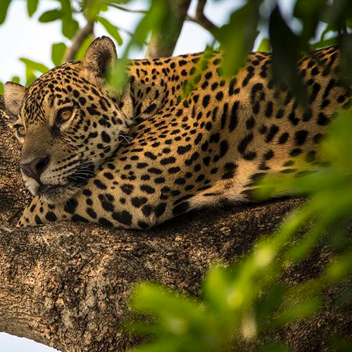 Jaguar Pantanal
