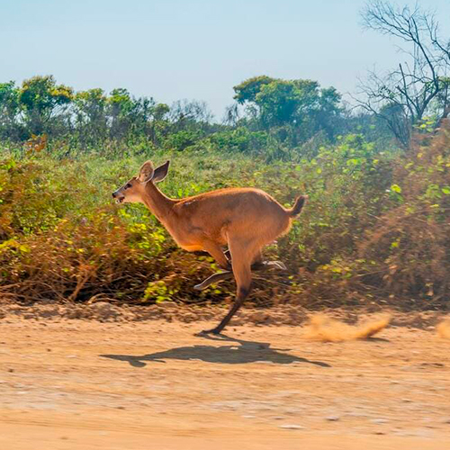 La vie sauvage au Pantanal