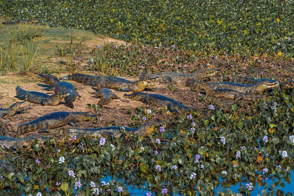 Groupe de caïmans sur la rive - Pantanal