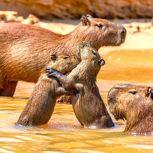 capybaras dans le Pantanal