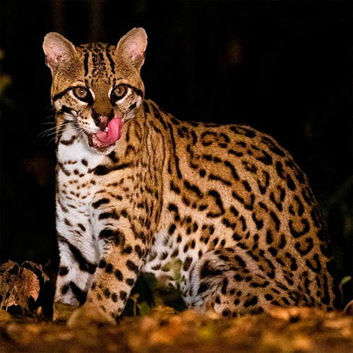 Safari nocturne dans le Pantanal