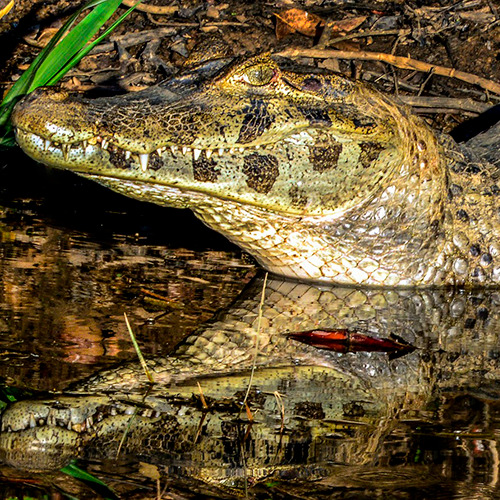 Safari nocturne dans le Pantanal