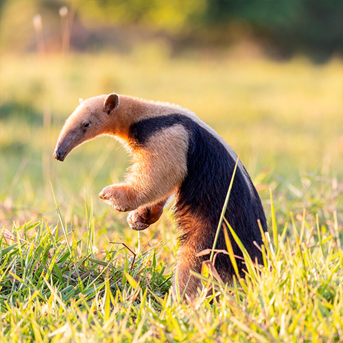 Pantanal tour animals