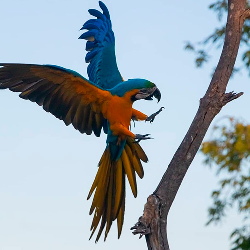 Pantanal tour wildlife