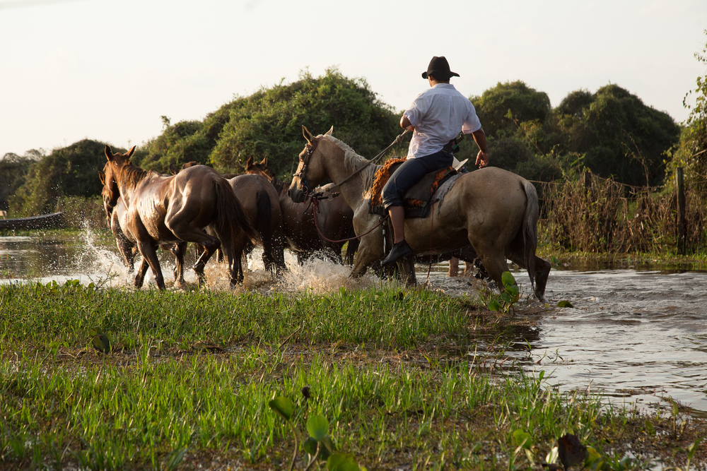 Balade à cheval dans le Pantanal Bonito