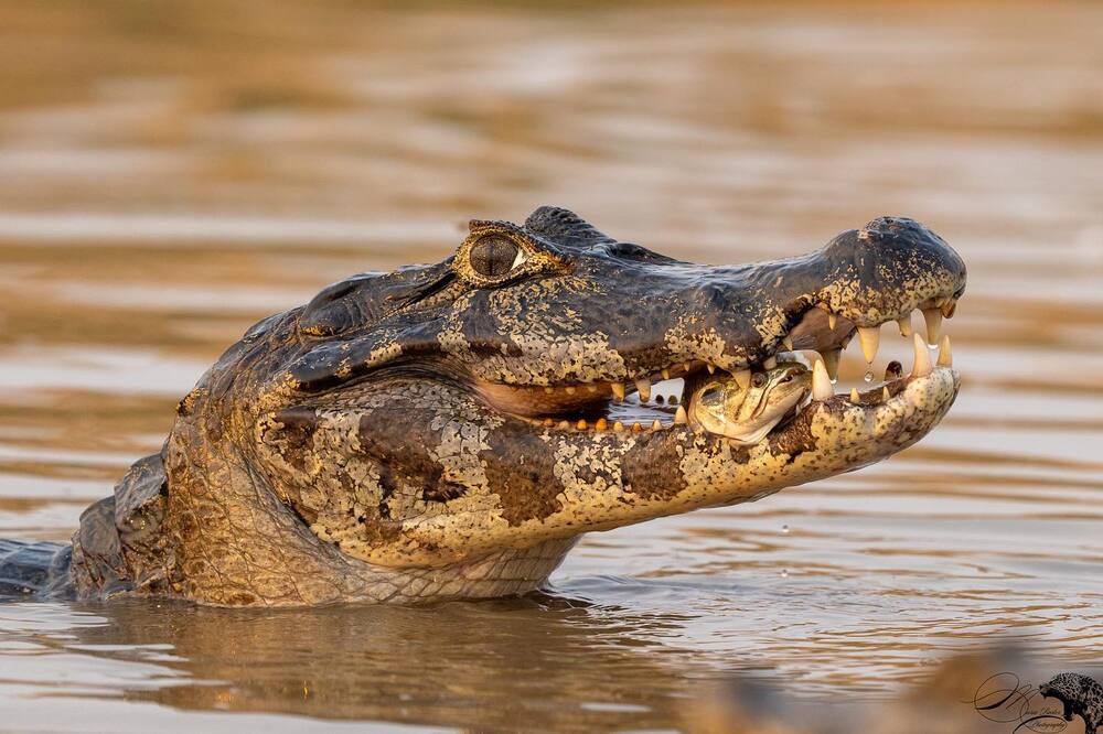 Caiman Pantanal Brésil