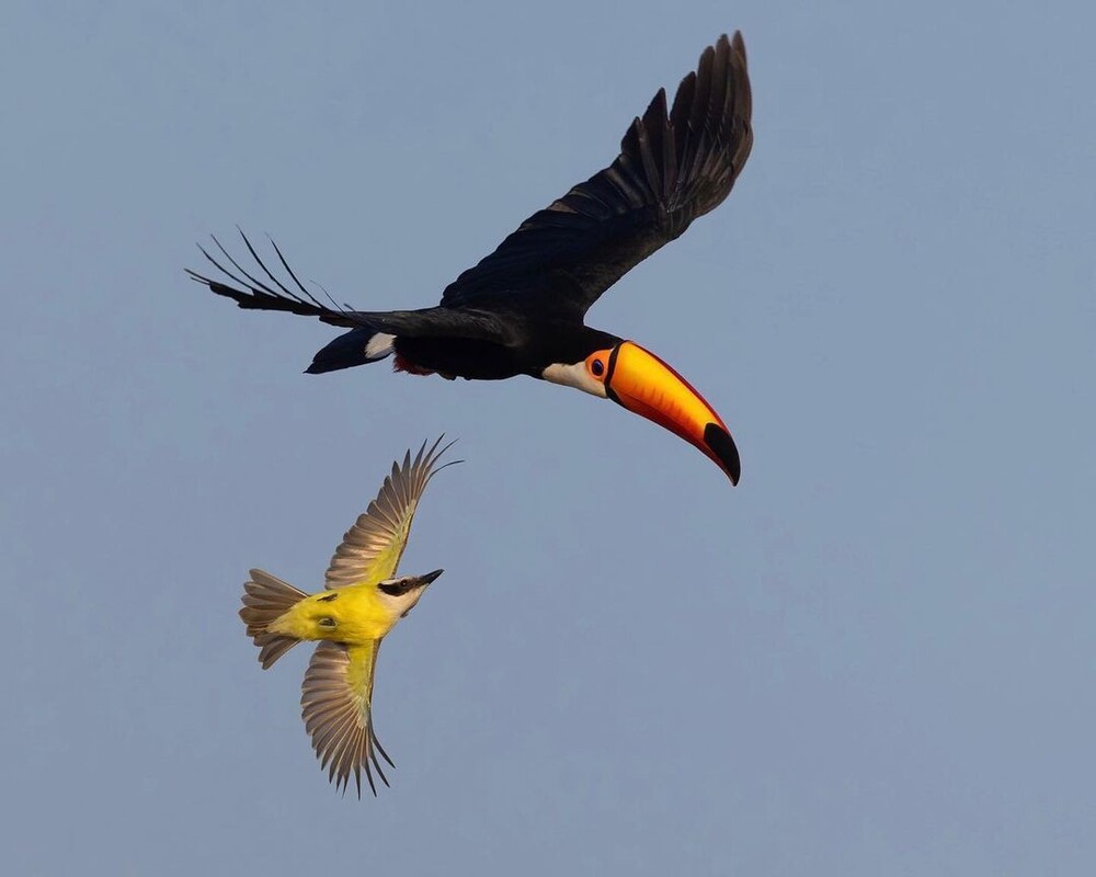 Circuit de 4 jours à la découverte de la faune du Pantanal