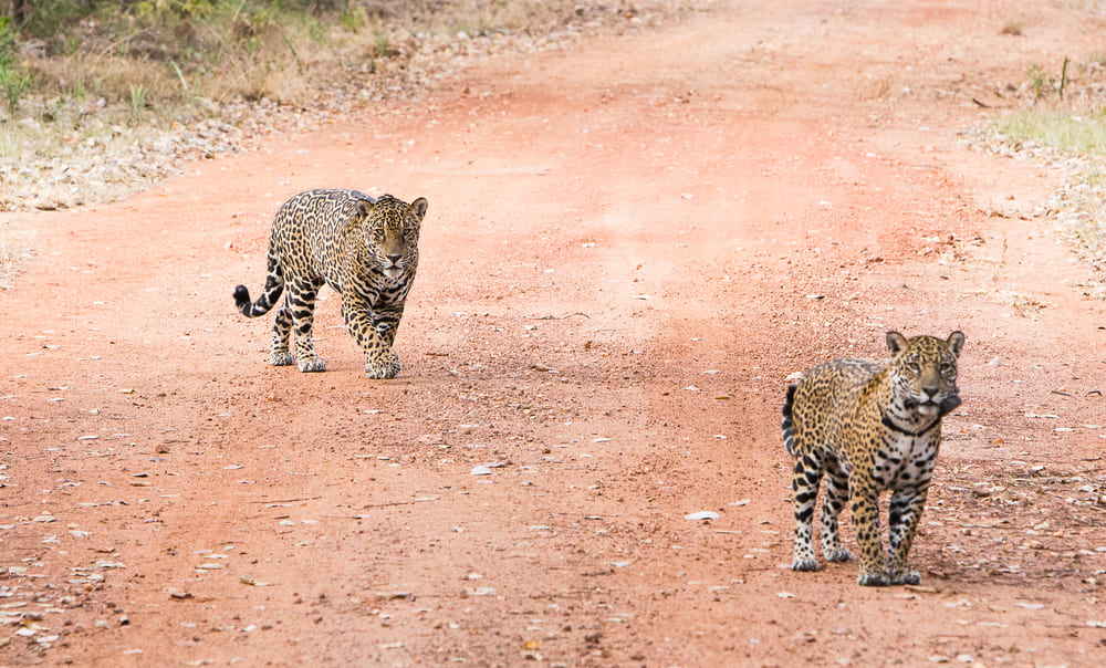Expédition Jaguar dans le Pantanal au Brésil - 4 jours