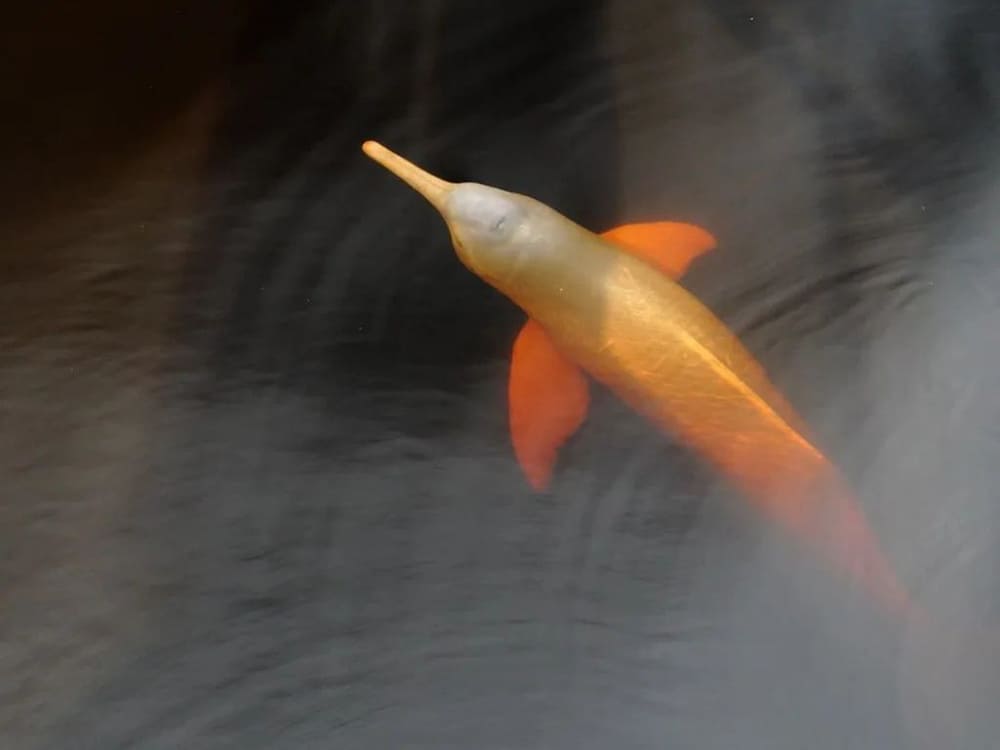 Amazon river cruise Brazil - dolph