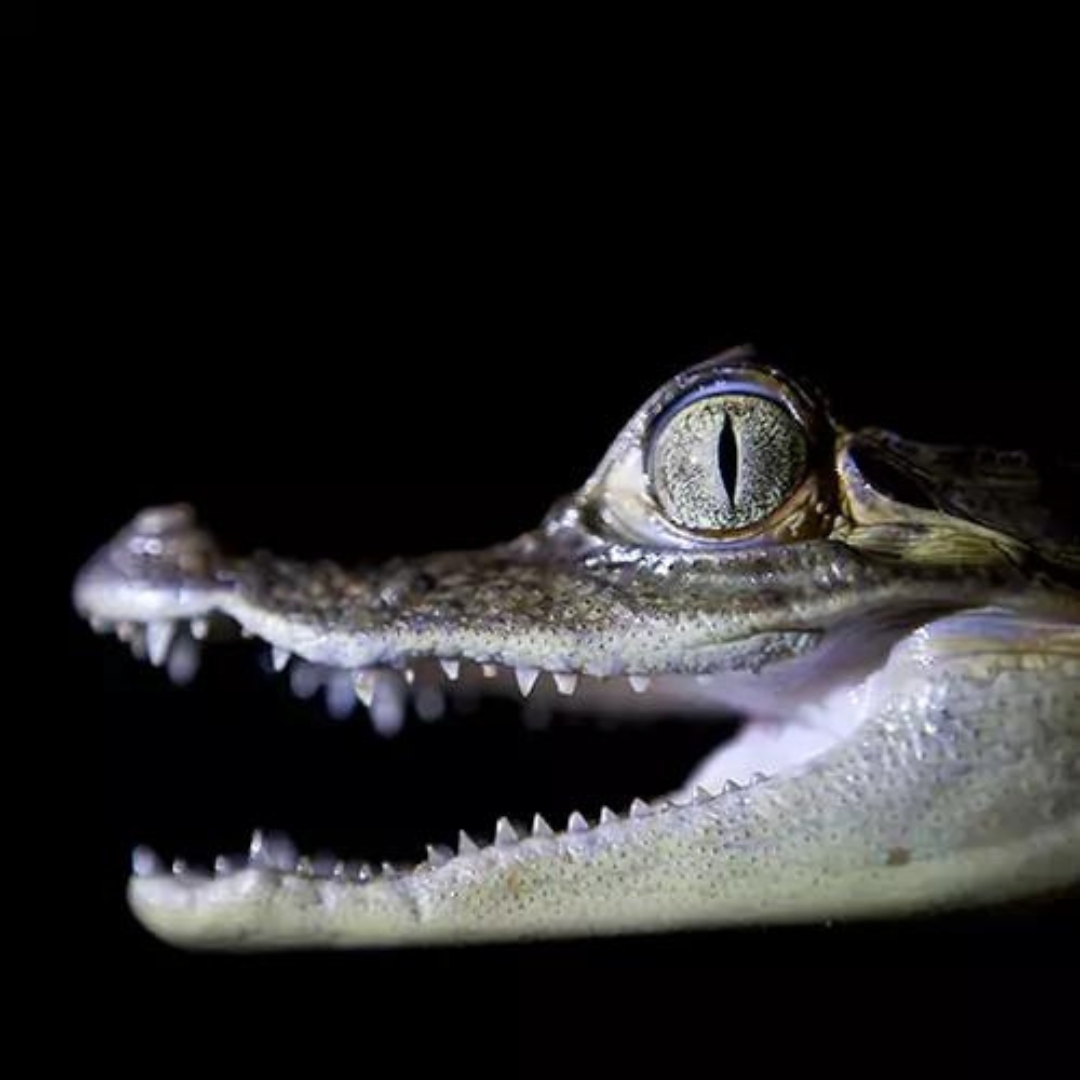 Safari Amazon jungle