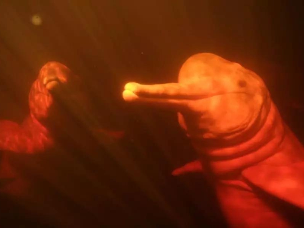 Amazon pink river dolphins
