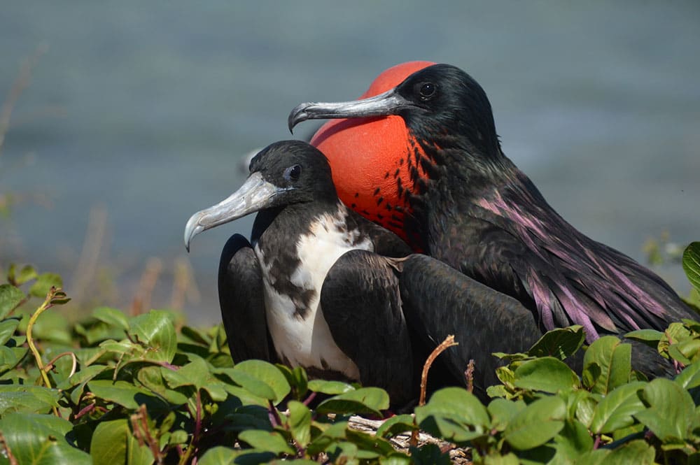 Tauchen Abrolhos Brasilien