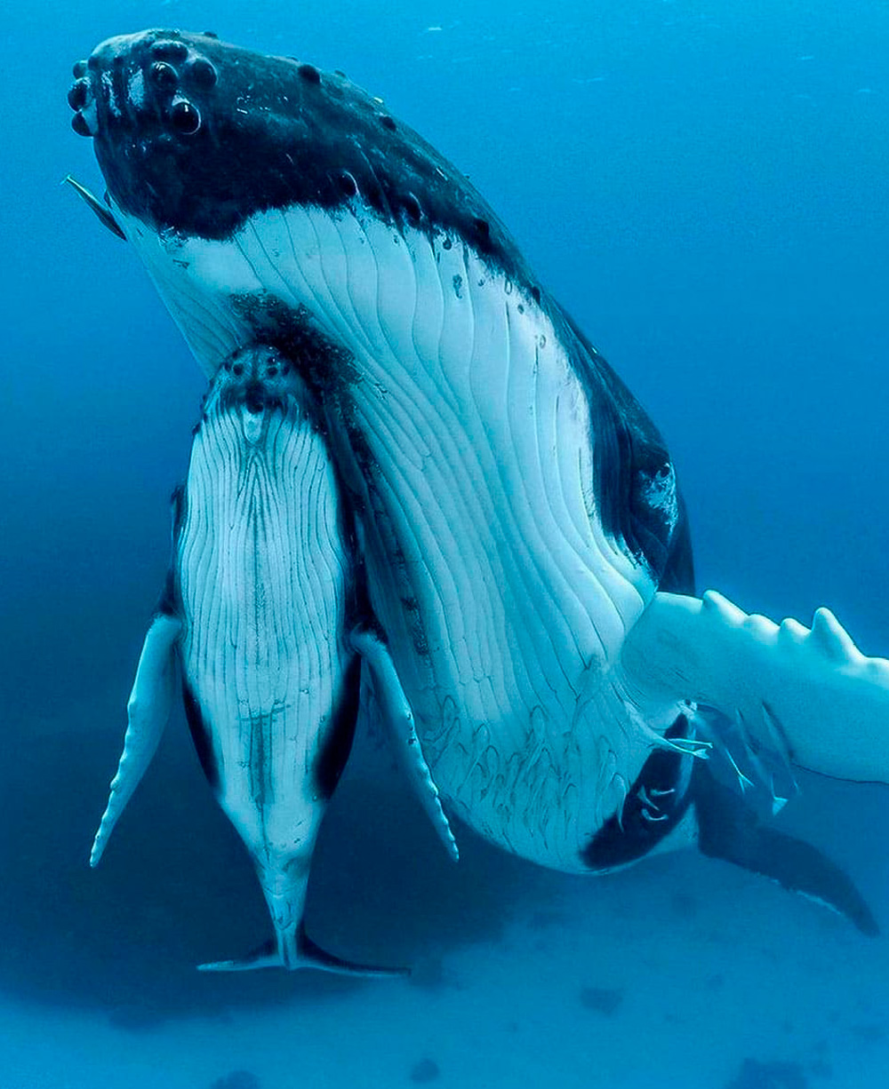 Tauchen Liveboard Abrolhos Brasilien