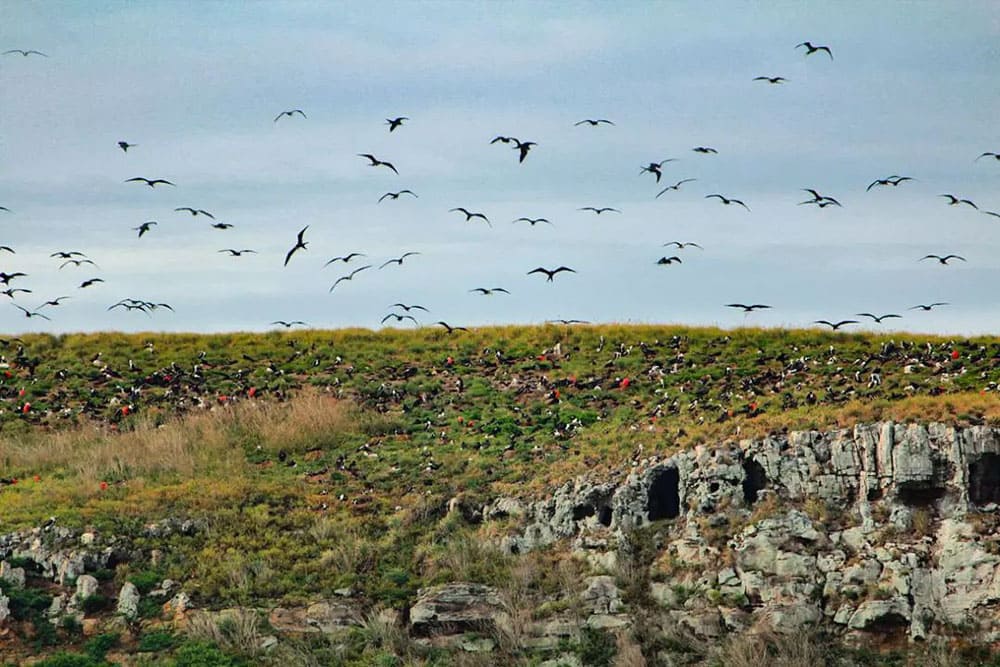 Tauchen Abrolhos Brasilien