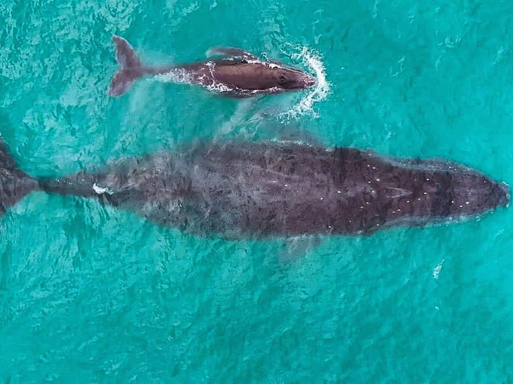 Tauchen Abrolhos Brasilien
