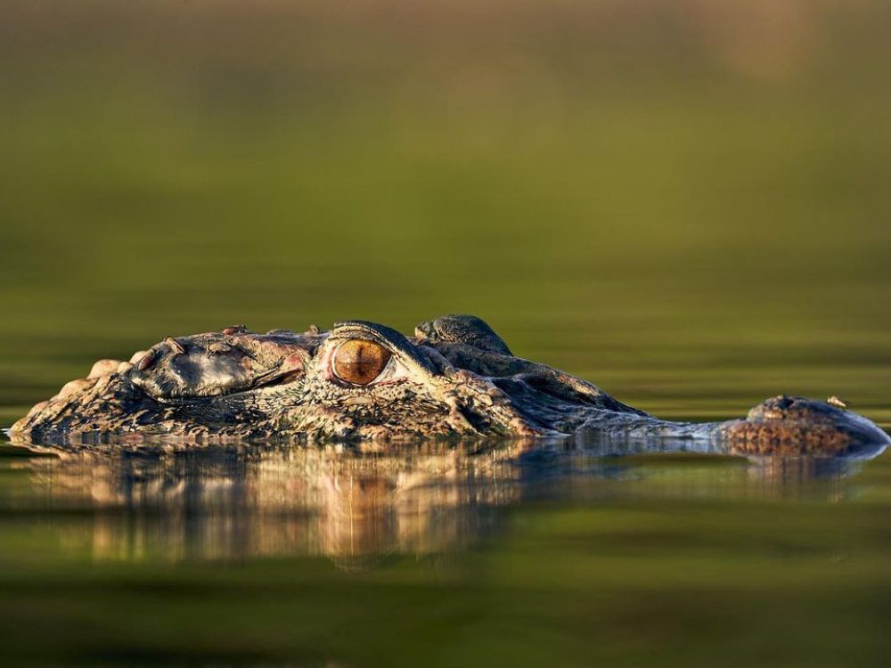  Alligator auf einer Abenteuerreise im Amazonasgebiet